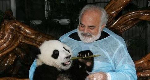 Chengdu Panda Tour