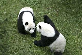 Panda Fighting Panda Fighting