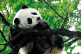 Scenic Tour to Jiuzhaigou and Huanglong