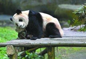 Panda in Chongqing Zoo Panda in Chongqing Zoo