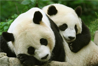 Panda Center Panda Center