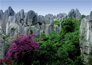 Stone Forest Stone Forest
