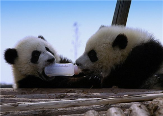 Panda Center Panda Center