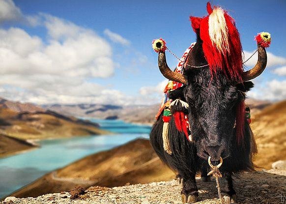 Discover Tibet from Hong Kong