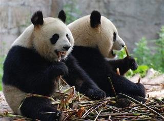 Panda Panda