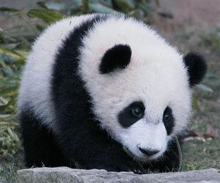 Panda Panda