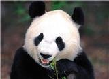 Close-up to the Pandas