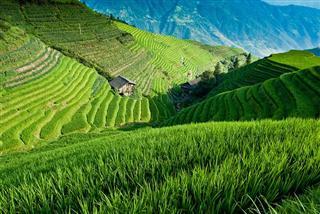Longji Rice Terrace Longji Rice Terrace