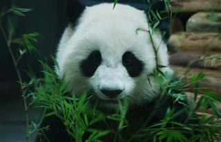 Panda Room Panda Room