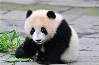 Panda Panda
