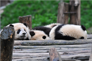 A Lovely Holiday with Pandas A Lovely Holiday with Pandas