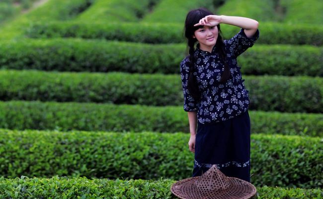 Tea Plantation