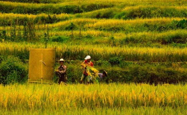Longji Rice Terrace Fields