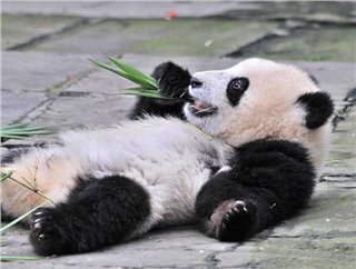 Oh I am just too lazy to get up. Oh I am just too lazy to get up.