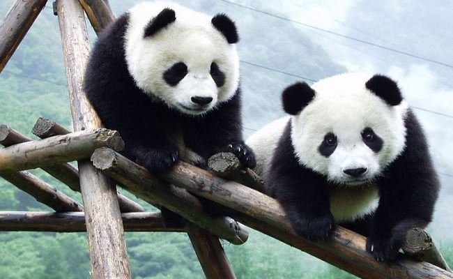 Cute Babies