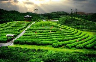 Tea Plantation Tea Plantation