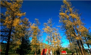 Fall in Hemu, Xinjiang Fall in Hemu, Xinjiang