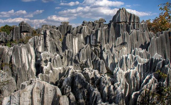 Stone Forest