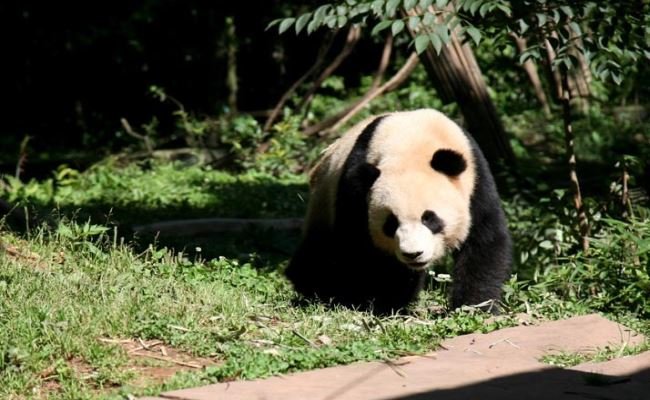A Lovely Holiday with Pandas