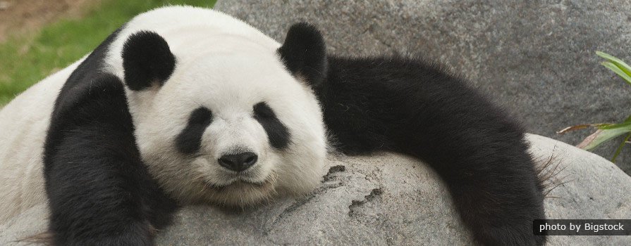 panda-1