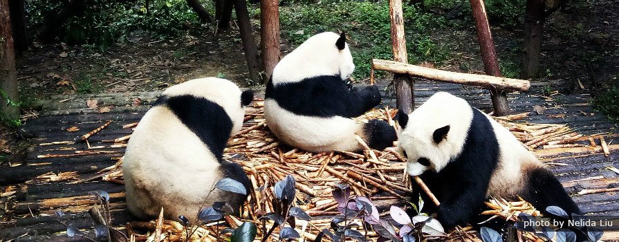 1-Day Dujiangyan Panda Keeper Program