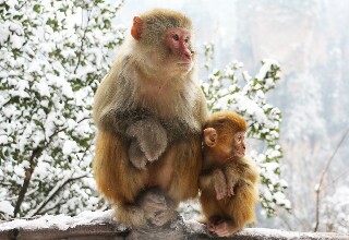 Monkeys in Yangjiajie