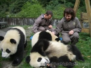 Chengdu and Bifengxia Panda Breeding Center Volunteer Experience