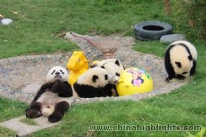 Panda Base and Chengdu Highlights Tour