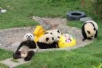 Beijing with Yangtze River and Panda keeping Tour