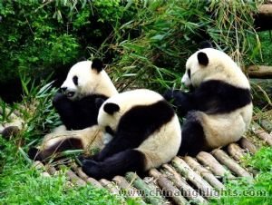 Bifengxia Panda Base Discovery and Chengdu Highlights Tour