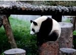 Panda Base and Chengdu Highlights Tour