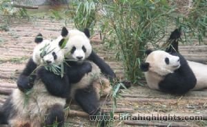 Map of China in a Nut Shell Tour