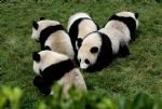 Bifengxia Panda Base Discovery and Chengdu Highlights Tour