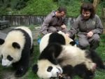 Chengdu and Bifengxia Panda Breeding Center Volunteer Experience