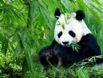 Chengdu Panda Tour 
