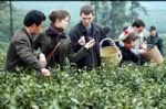 Hangzhou Escape with Yangtze River Cruise Tour