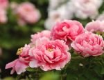 Hong Kong and Luoyang Peony Cultural Festival Tour