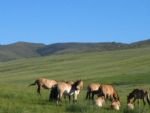 Mongolian History and Cultural Experience 