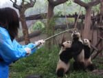 Panda Keeper Program and Chengdu Highlights Tour