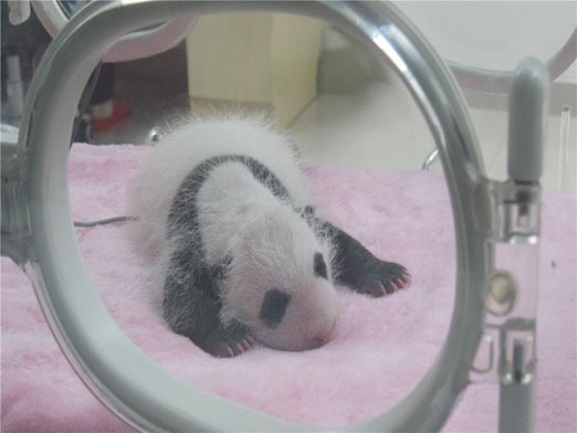 New-born panda at panda breeding and research center