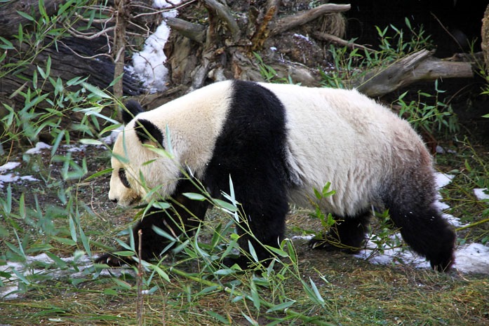 Wild Giant Pandas in China - Giant Pandas in the Wild