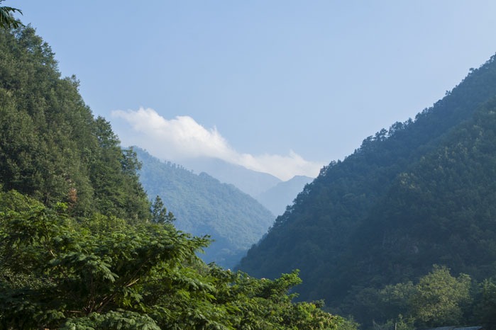 Wild Giant Pandas in China - Giant Pandas in the Wild