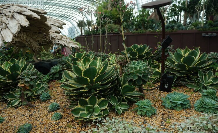 Gardens by the Bay Tickets (Flower Dome+Cloud Forest)
