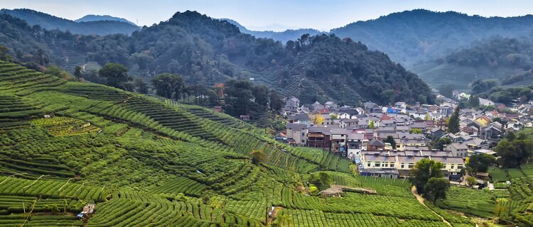 Meijiawu Tea Plantation Hangzhou, A Village of Longjing Tea