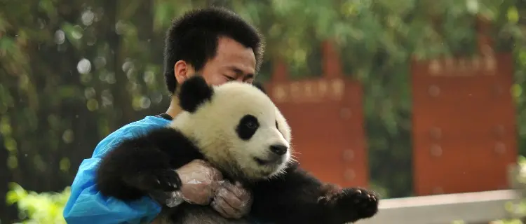 Panda Breeding and Research Center