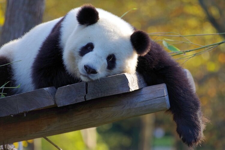 Chengdu Panda Breeding Center