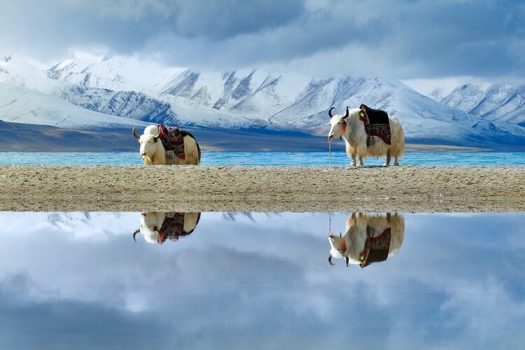 The Scenic Splendor of Tibet