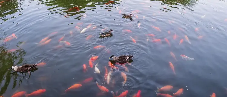 Viewing Fish at Flower Harbor