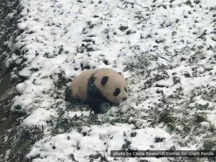 Wild Giant Pandas In China Giant Pandas In The Wild Wild Giant Pandas In China Giant Pandas In The Wild