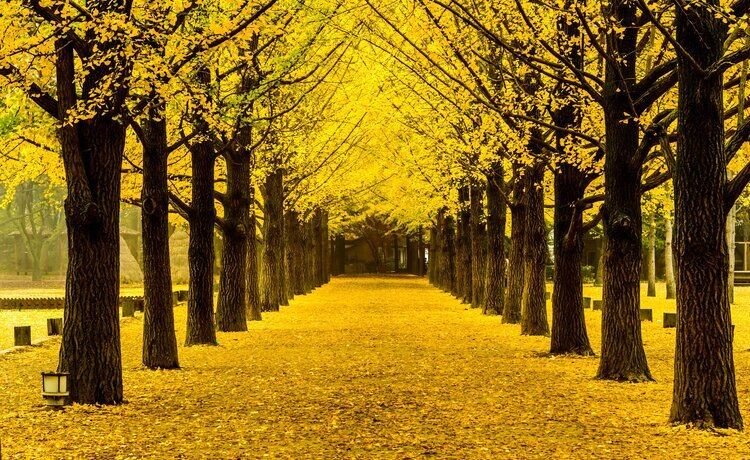 Tour to Nami Island, Alpaca , Railbike , Petite France and Morning Calm 
